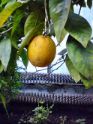 DSC00171